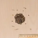 Mélanges de fleurs - Éloigne les Doryphores - 7 m² - Mélange de fleurs - MEDIA_3D